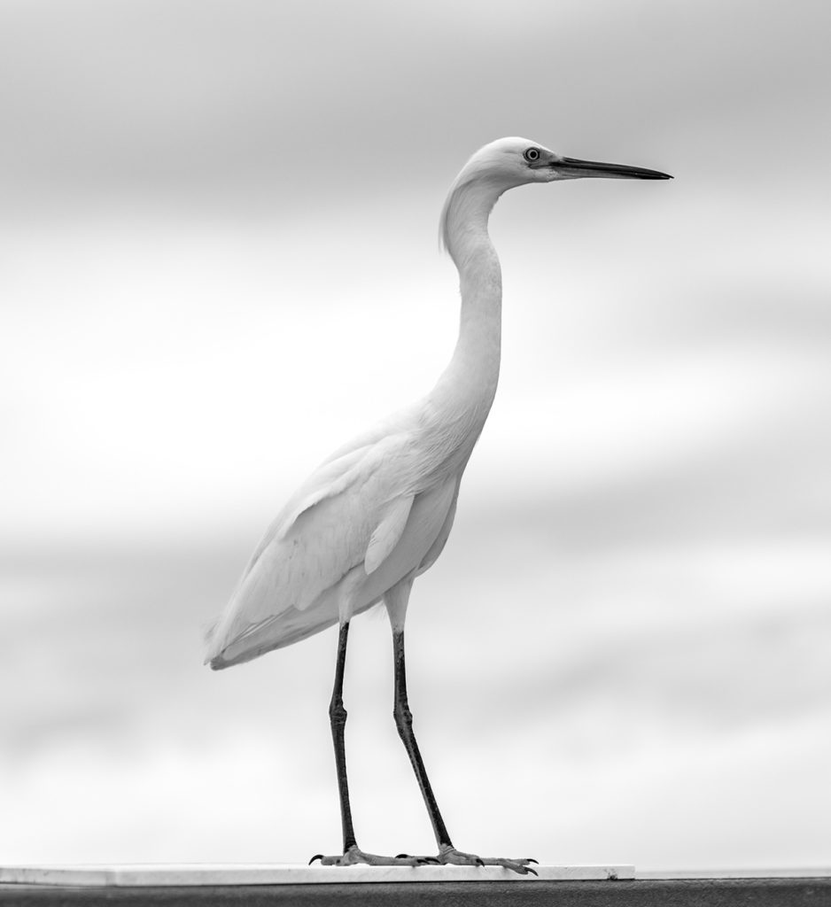 Snowy Egret | lindsaymariegallery